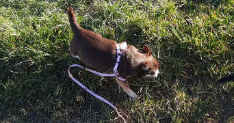 stecy pet sitter à AIX VILLEMAUR PALIS 10190_6
