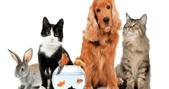tania pet sitter à PROVINS 77160_0