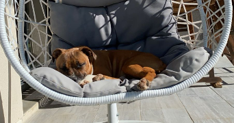 eléa pet sitter à ECOLE VALENTIN 25480_0