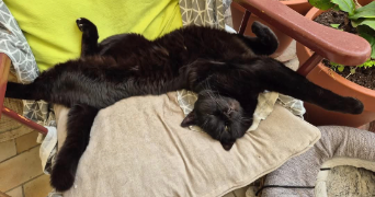 cecile pet sitter à LUNEL 34400_3
