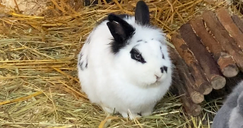 chloé pet sitter à Vélizy-Villacoublay 78140_3