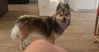 elsa pet sitter à VILLEPREUX 78450_3