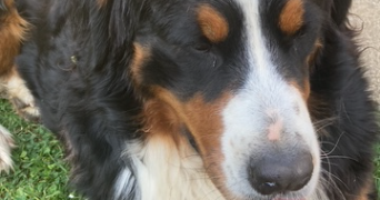 léo pet sitter à DONNERY 45450_2