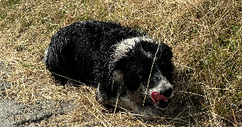 clara pet sitter à VAUREAL 95490_5