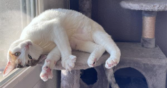 fanny pet sitter à NANCY 54000_1