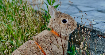 maeva pet sitter à ST CIERS SUR GIRONDE 33820_4