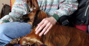 alise pet sitter à LYON 05 69005_2