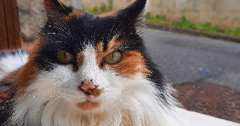 sam pet sitter à ANGOULEME 16000_0