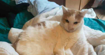solal cat sitter à BRY SUR MARNE 94360_2