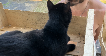 lauren pet sitter à MONTPELLIER 34070_2