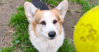 thomas pet sitter à LA FARE LES OLIVIERS 13580_3