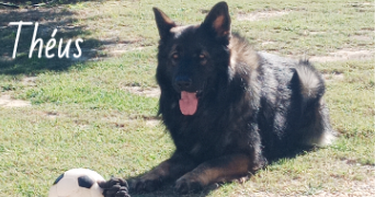valérie pet sitter à Le Thor 84250_42