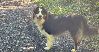 marine pet sitter à SCIONZIER 74950_3