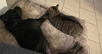 marion pet sitter à BORDEAUX 33800_4