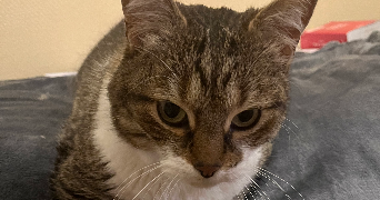 mattéo pet sitter à YERRES 91330_2