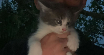 sarah pet sitter à GONESSE 95500_6