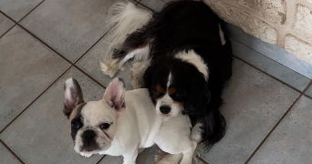 louane pet sitter à MACHECOUL ST MEME 44270_3