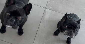 dylan pet sitter à FESSENHEIM 68740_1
