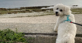 cynthia pet sitter à ST JEAN KERDANIEL 22170_1