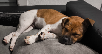 marine pet sitter à SAUGNACQ ET MURET 40410_3