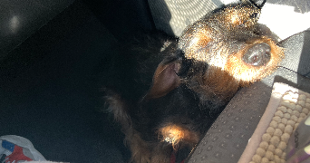 floriana pet sitter à POLLIONNAY 69290_5