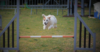 nathalie pet sitter à LA GARDE 83130_7