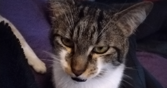 elodie pet sitter à PARIS 13 75013_5
