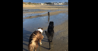 Maeline pet sitter à DIRINON 29460_6