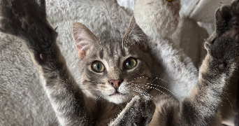 victoria pet sitter à LYON 08 69008_1