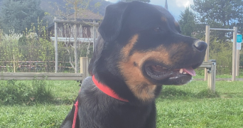 océane pet sitter à ST PIERRE D ALBIGNY 73250_2