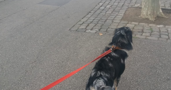 ilona pet sitter à ANNEMASSE 74100_1