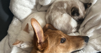 anthea pet sitter à LA ROCHE SUR YON 85000_0