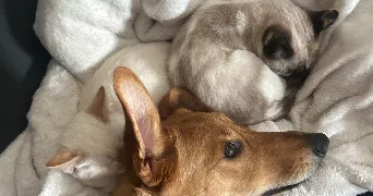 anthea pet sitter à LA ROCHE SUR YON 85000