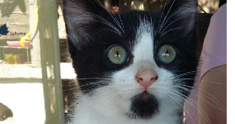 ingrid cat sitter à BONSECOURS 76240_6