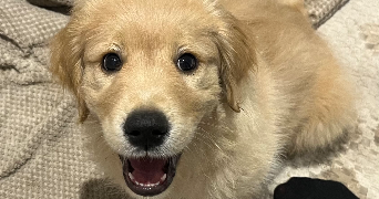 lea pet sitter à LIGNOL 56160_2