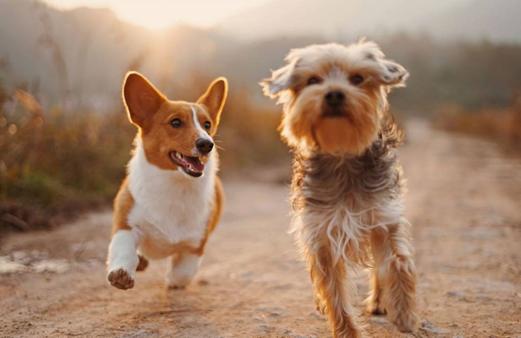 justine  pet sitter à Éterville 14930