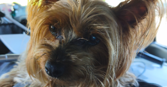 pascaline pet sitter à MERIGNAC 33700_1