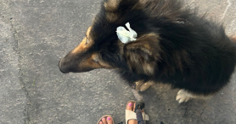 hiba pet sitter à TOULOUSE 31400_1