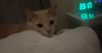 melyssa pet sitter à TOULOUSE 31000_3