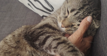 nathalie pet sitter à LE CHESNAY ROCQUENCOURT 78150_1