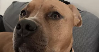 mélanie dog sitter à VENISSIEUX 69200