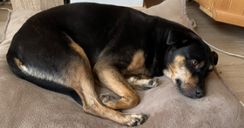 emilian pet sitter à VILLENEUVE D ASCQ 59650_3