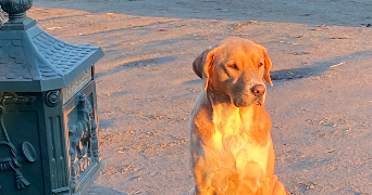 kwincy  pet sitter à VERRIERES EN ANJOU 49480_2
