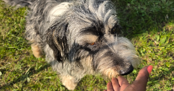 murielle pet sitter à BEAUCAIRE 30300_6
