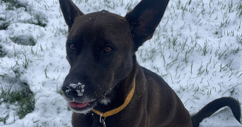 chaima pet sitter à LEVALLOIS PERRET 92300_5