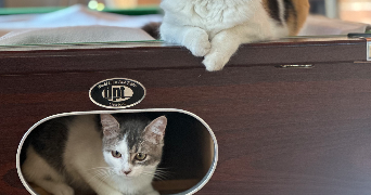 camille pet sitter à ST DIDIER SUR CHALARONNE 01140_3