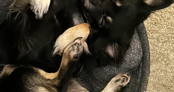 laetitia pet sitter à EPERNAY 51200_1