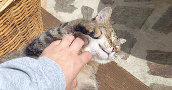 jade pet sitter à ST CLAR DE RIVIERE 31600_8