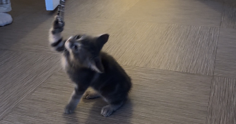 khadija pet sitter à COURBEVOIE 92400_2