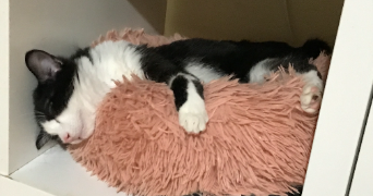 florence pet sitter à CULOZ 01350_4